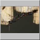 Gasteruption cf assectator - Gichtwespe w05a 9mm.jpg